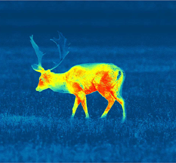 Wärmebildaufnahme von einem Hirsch